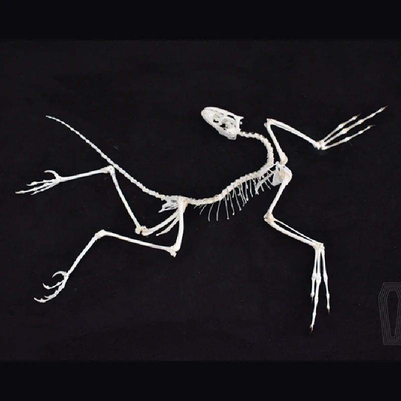 Fossil Replica Display - Réplica de Hueso de Archeopteryx 2120,