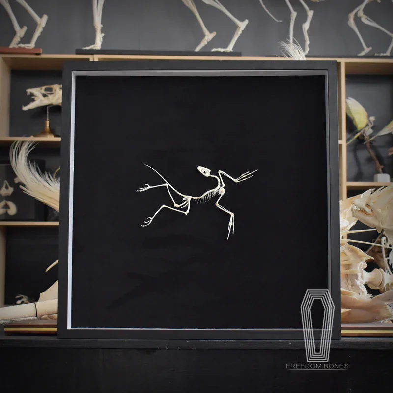 Réplica de Hueso de Archeopter - Fossil Replica Display reseña y precio