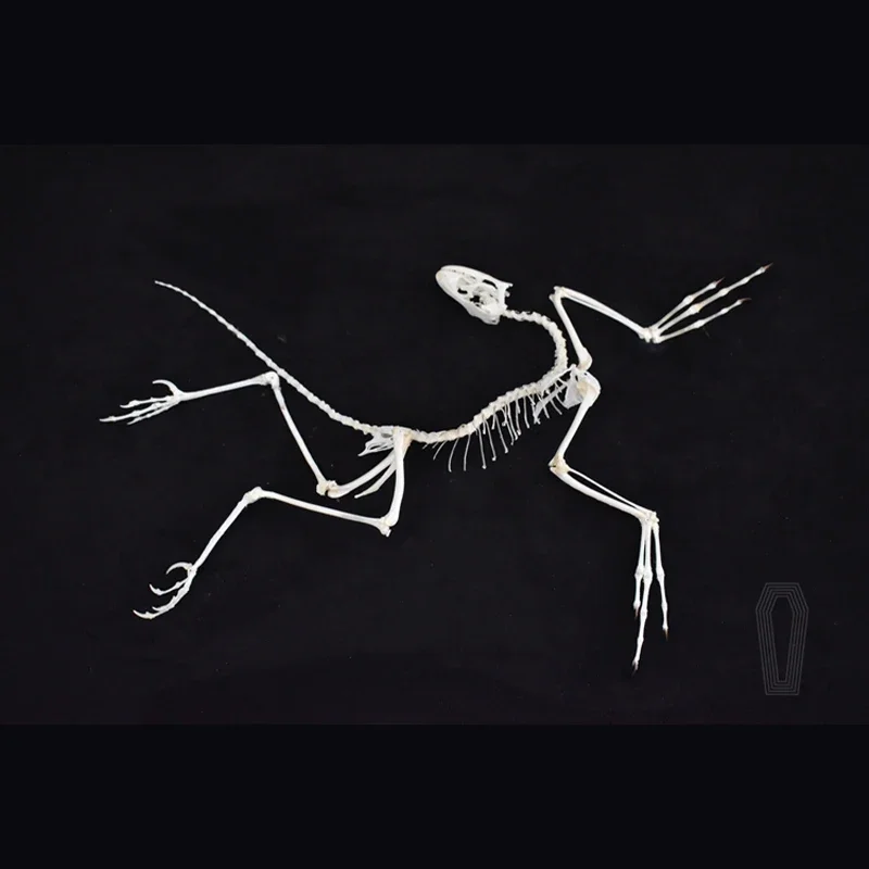 Réplica de Hueso de Archeopter - Fossil Replica Display reseña y precio