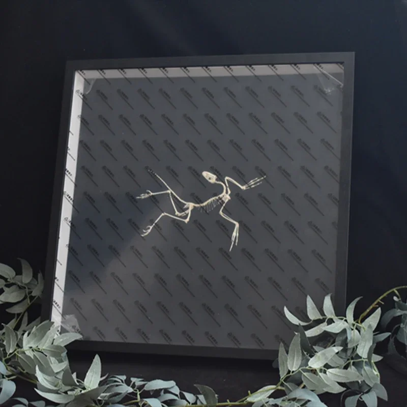 Réplica de Hueso de Archeopter - Fossil Replica Display reseña y precio